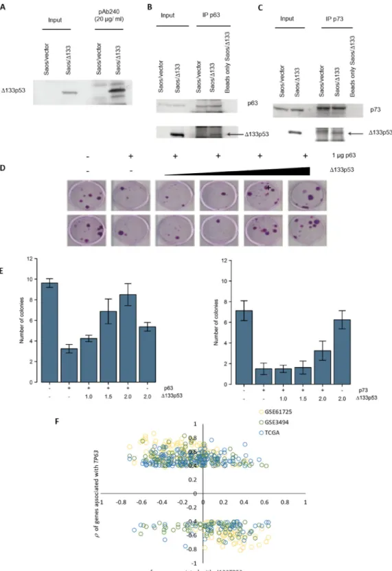 Figure  4: Δ133p53  inhibits  TAp63  and  TAp73  and  Δ133TP53 RNA expression is inversely correlated with TP63  associated genes in ER- wtTP53 tumours