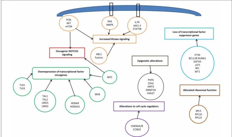 FIGURE 1 | Signaling pathways involved in T-cell acute lymphoblastic leukemia pathophysiology.