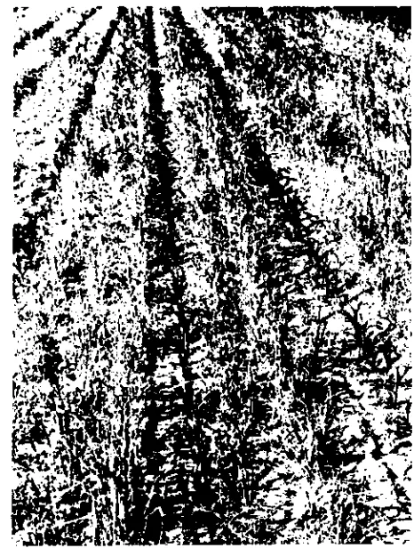 Figure 23.2. Surface residue from the previous wheat crop protects the soil surface from sprinklerdrop impact and reduces surface seal formation and erosion.