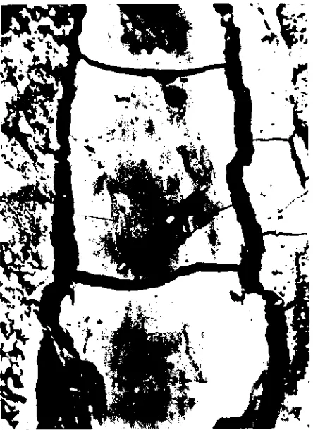 Figure 23.9 . Large cracks in a furrow bed which results in very high initial infiltration.