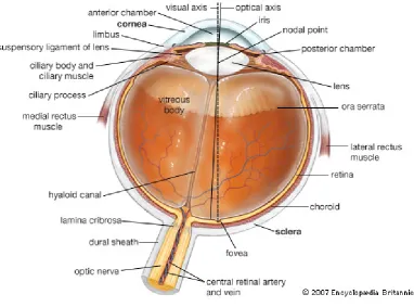 Figure 2.1: The human eye. From [Bri11b]