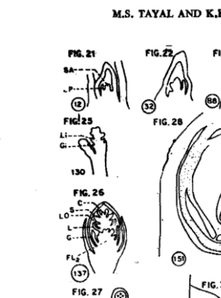 Fig. 1-30. miliaceum the growing apex (Magnification Li=Lemma Figs. 1-11=ND, Figs. 12-20=SD, Figs