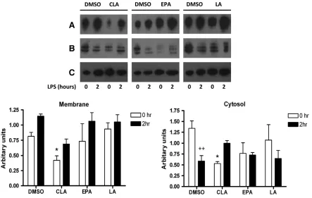 Fig. 2. c9,t11-CLA modulates membrane and cytosolic CD14 in J774 macrophages. Cells were cultured for 7 days with either DMSO (vehicle control), c9,t11-CLA (50 μfractionation performed
