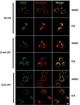 Fig. 3. Localisation of CD14 in J774 macrophages pre-treated with c9,t11-CLAboth prior to and following stimulation with LPS was examined by confocal microscopy