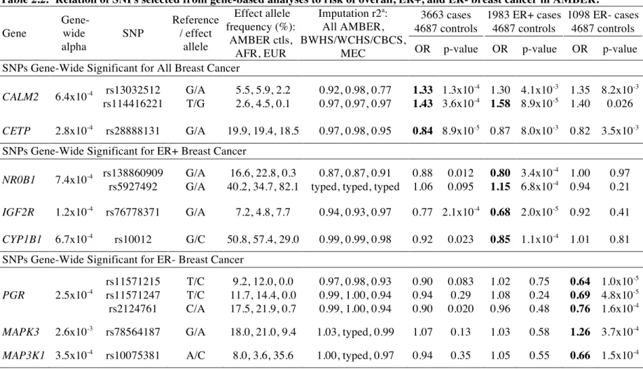 Table 2.2:  Relation of SNPs selected from gene-based analyses to risk of overall, ER+, and ER- breast cancer in AMBER