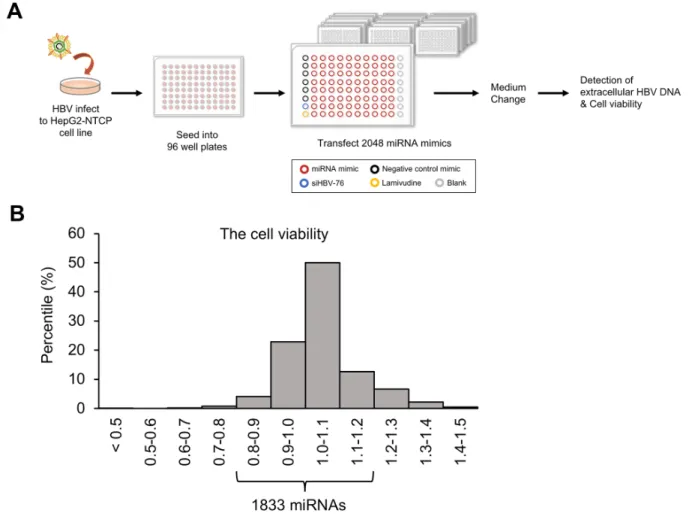 Figure 1: Screening for miRNAs that inhibit HBV replication.  (A) Schematic representation of the screening method
