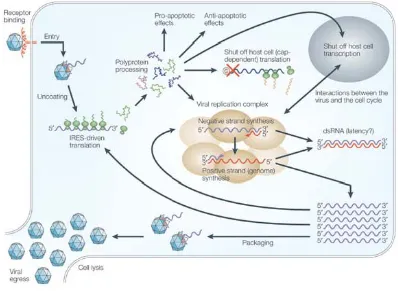 Figure 1.2 Summary of the PV life cycle. A brief outline is described in the text. © represents the m7G cap which is present on most host mRNAs, but not on PV