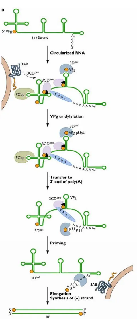Figure 1.3 Poliovirus negative-strand synthesis. Once the virus genome is released into the cytoplasm, VPg, a virus protein covalently linked to the 5’ terminal of RNA, is cleaved by a cellular enzyme