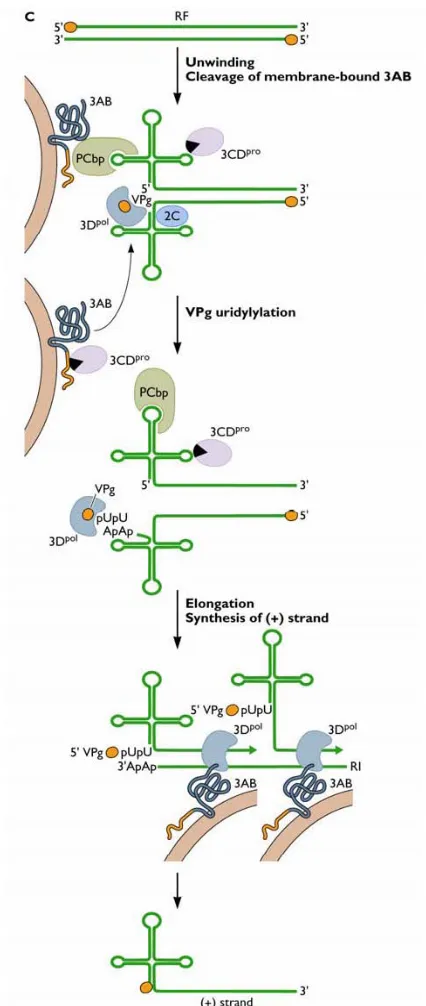 Figure 1.4 for positive-sense RNA synthesis. VPg-pUpU is elongated by 3Dmultiple copies of positive-sense strands and allows for suitable genome packaging with structural proteins prior to virion release