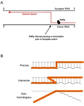 Figure 1.5 Current replication-dependent template switching models for RNA recombination