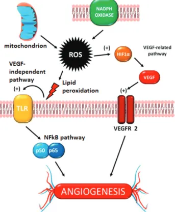 Figure 2. Upregulation of HIF-1 α  induce angiogenesis through  VEGF in hypoxia. 4   (Adapted with permission from Springer  Nature)