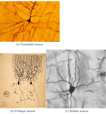 Figure 1.1: Neurons come in various shapes and sizes. a) A Golgi stained, humanneocortical Pyramidal neuron