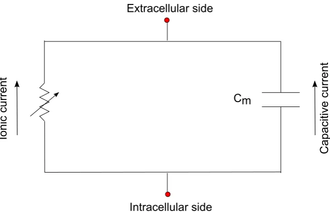 Figure 1.4: The electric circuit model of the neuronal membrane. The membranecan be modeled as an electric circuit, with a capacitor in parallel to a resistor.The particular form of the ionic current is dictated by the particular model of themembrane under
