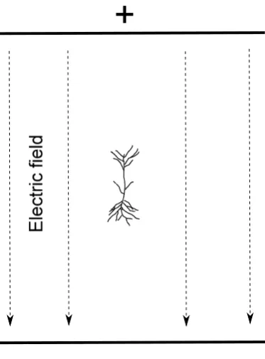 Figure 2.1: Schematic of a pyramidal neuron in an electric eld. In a typical exper-imental setup, an in vitro neuronal slice is placed between parallel eld electrodes,which are used to apply an electric eld