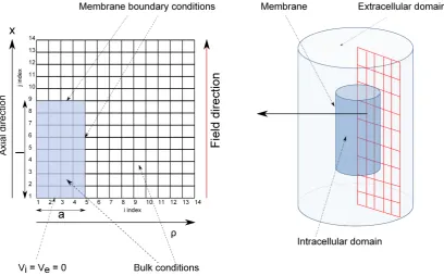 Figure 2.8: The nite-dierence grid for a cylindrical neuron exposed to a uniformelectric eld, wherecoordinate,potentials respectively