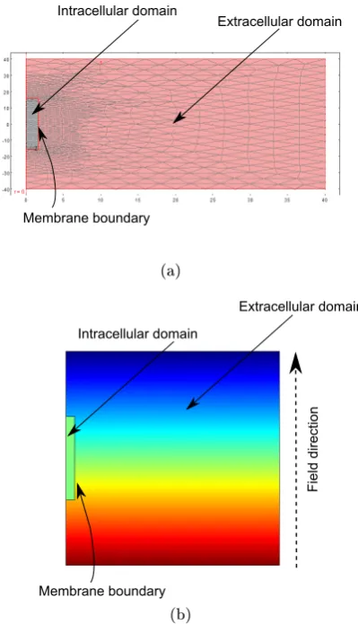 Figure 2.10: Results from the nite-element solution method (COMSOL Multi-physics). a) An example mesh for the two-dimensional axial symmetric problem.The elements are triangular and the mesh resolution increases inside the neuron andaround the membrane to