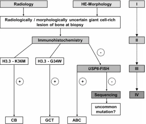 Figure 4: Proposed diagnostic algorithm for radiologically and morphologically ambiguous giant cell-rich lesions of  bone at biopsy: Immunohistochemistry with mutation-specific H3.3 antibodies is recommended as a starting point  for the detection of underl