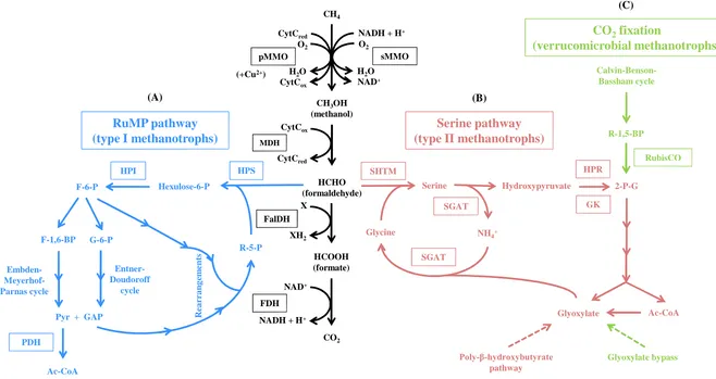 Figure 1.5: Oxidation of CH4 and simplified pathways of carbon assimilation in methanotrophs: (A) RuMP pathway of type I methanotrophs; (B) Serine pathwayof type II methanotrophs; (C) CO2 fixation via Calvin-Benson-Bassham cycle.Multiple arrows represent c