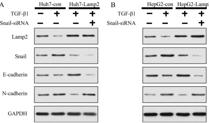 Figure 7: Lamp2 reduced the development of EMT via suppressing Snail expression.  (A and B) Snail siRNA was transfected 