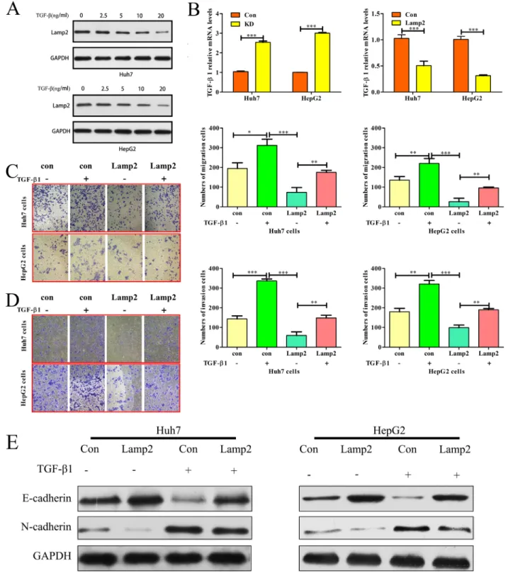 Figure  6:  Lamp2  inhibits TGF-β-induced  epithelial-mesenchymal  transition.  (A) Lamp2 expression levels in Huh7 and 