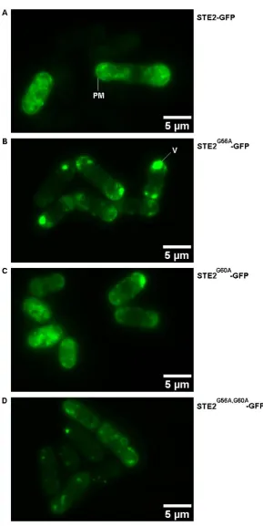 Figure 4-8: Representative images showing the localization of the conservatively mutated STE2-GFP receptors in Sz
