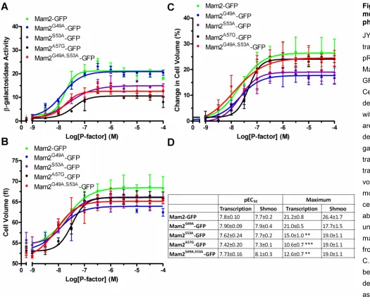 Figure 4-10: Effect of conservative mutations in Mam2 on the pheromone-response 