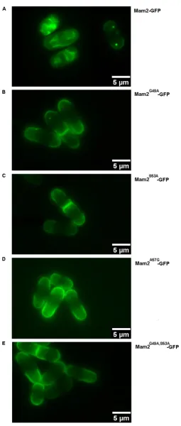 Figure 4-11: Representative images showing the localization of the conservatively mutated Mam2-GFP receptors in Sz