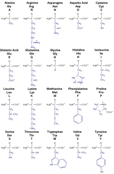 Figure i-1: The 20 amino acids encoded by the genetic code 