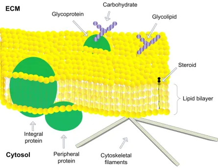 Figure 1-1: The fluid mosaic model of biological membranes 