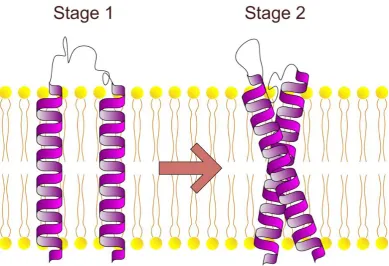 Figure 1-2: The two-stage model of membrane protein folding 