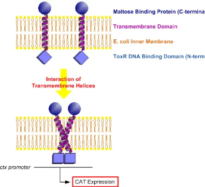 Figure 1-4: Principles of the TOXCAT assay.  
