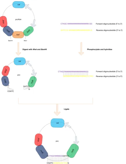 Figure 3-1: Insertion of oligonucleotide sequences corresponding to GPCR TM domains into the pccKan expression vector 