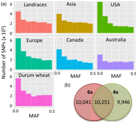 Figure 5 Single nucleotide polymorphism (SNP) distribution acrosspopulations. (a) Minor allele frequency across populations of differentorigin