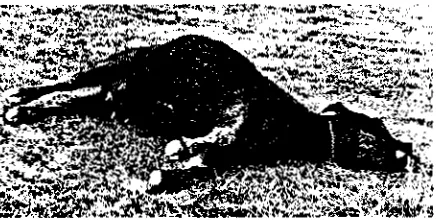 Figure 24-14. Lactating beef cow that has died fromgrass tetany. Courtesy of J.A. Stuedemann, USDA-