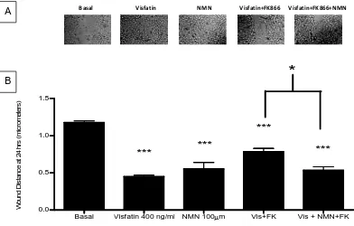 Figure 4.4 Wound Scratch Assay demonstrating the effect of visfatin [400 ng/ml] and