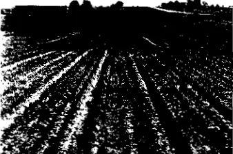 Figure 2. View from top of row-segment A show-`ing the three different slopes and the smelt