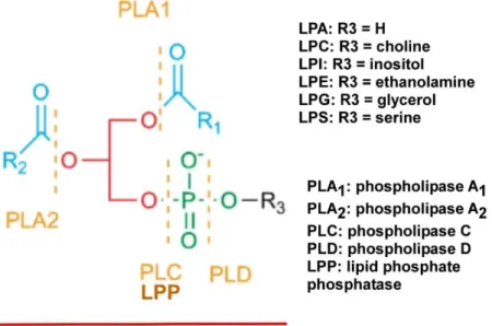 Figure 1. Structures of glycerophospholipids (PLs), lysophospholipids (LPLs only have R 1  or R 2 ) and  the action sites of phospholipases
