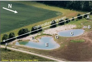 Figure 3-25. Overall layout of Lyby pond treatment wetlands after constructed in 2001.