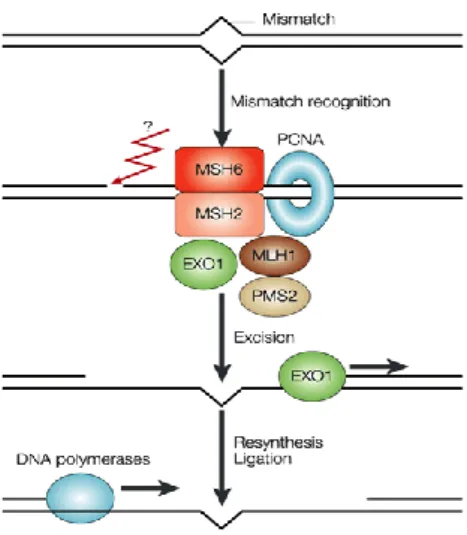 Figure  10.  MMR,  genetic  function  and  in- in-volved  genes.  Adapted  from  Nature  Reviews  Cancer                                                       