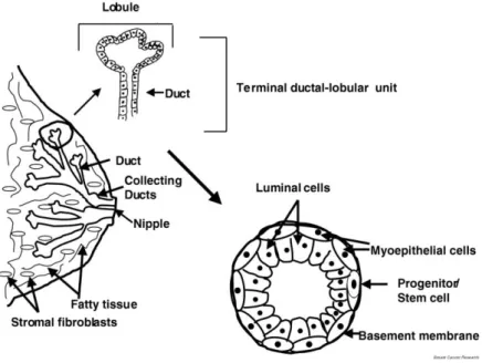 Figure 7: Structure of the mammary gland and terminal ductal–lobular unit (TDLU). 