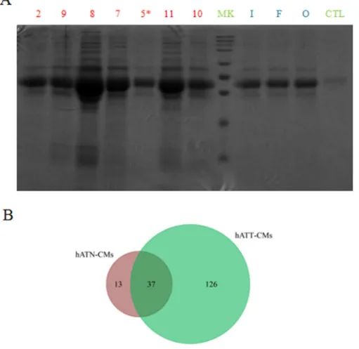 Figure 1: Comparison of protein composition and diversity of hATT-CMs and hATN-CMs.  (A) Proteins present in 100 μl  of hATT-CM (n=7) and hATN-CMs (n=3) were separated in a SDS-polyacrylamide gel dyed with Coommassie Brilliant Blue