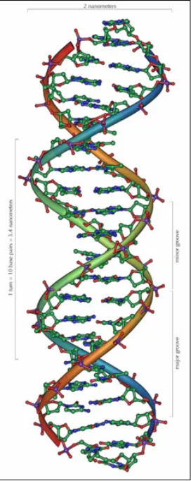 Figure 1.1: DNA double Helix.  Image by Michael Ströck, under the GNU Free Documentation 