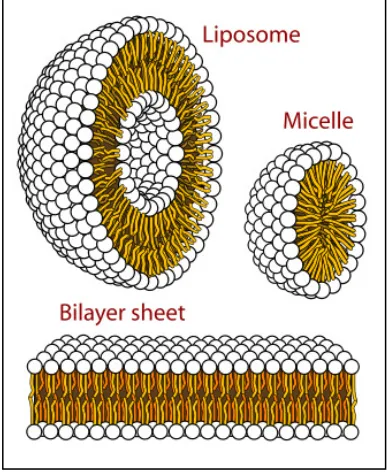 Figure 1.6: Different cellular forms of phospholipid layers.  Image used with permission of Mariana 