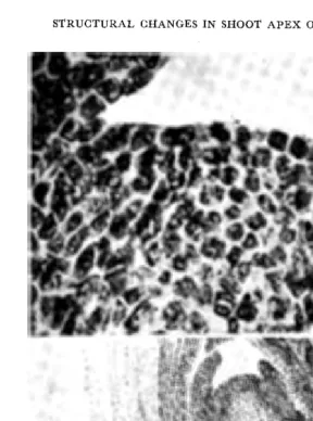 Fig. 15. Apex at stage 8 showing a distinct central cone shaped zone (X 783); and Fig