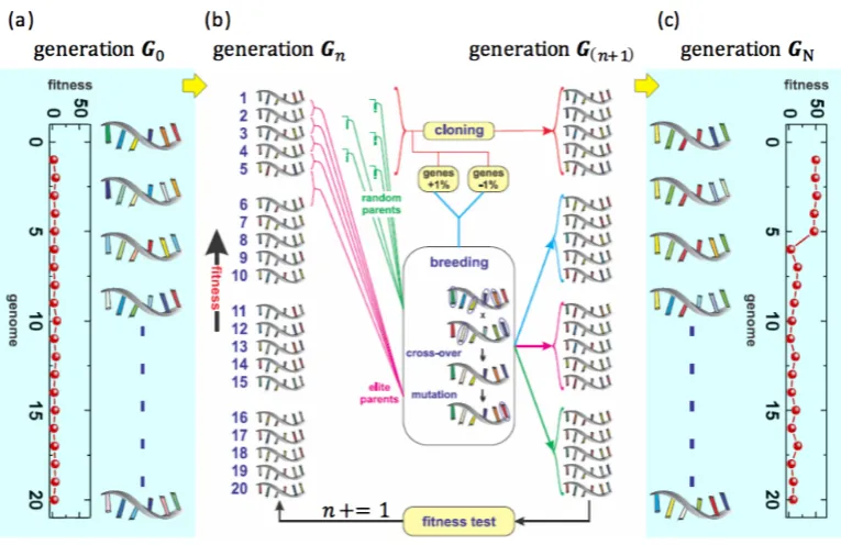 Figure 9: a) The GA starts with a random initial generation. (b) Many cloning and intercrossing processes are done until(c) a ﬁnal generation is reached