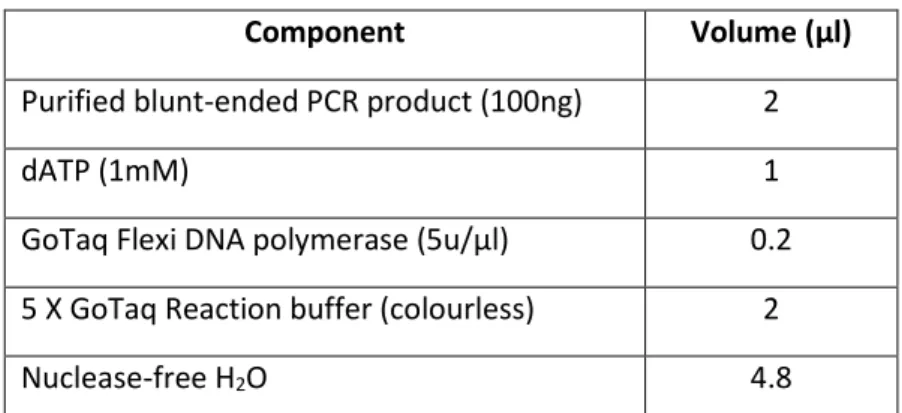 Table 2.4: Reaction mixture for adding 3’ adenine overhangs to blunt-ended PCR product