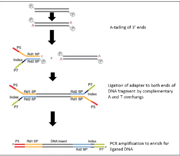 Figure  2.6:  DNA  library  preparation . Single  adenines  were  added  to  the  3’  ends  of  amplicons