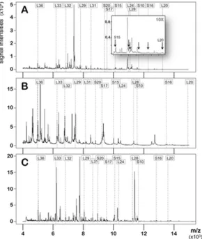 Fig. 2 Empirical spectra of strains superimposed section of panel For example, low-intensity peaks matching ribosomal subunits are marked by RPs appeared weak, signals were nonetheless recorded as protein hits in the automatic analysis mode