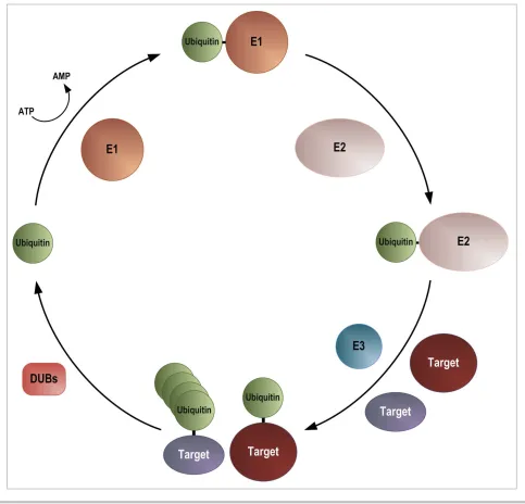 Figure 2. Ubiquitylation pathway. E1enzyme. Ubiquitin is activated by the formation of a ubiquitin-adenylate before forming a thioester bond with a cysteine residue in the E1 ubiquitin acti-vating enzyme