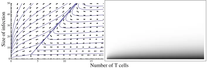 Figure 8: Non-monotone T cell dynamics model for the case ϑλ <K. Left panel: deterministic phase portrait; right panel: probabilityof eradication from various starting positions (white: probability 0; black: probability 1; grey: probability in interval (, 0) 1 ).